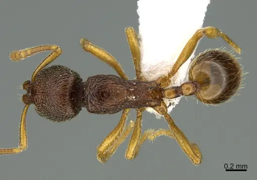 Stenamma atribellum specimen CASENT0623237 image casent0623237_1
