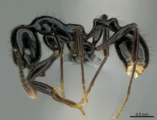 Stenamma atribellum specimen CASENT0623237 image casent0623237_3