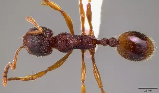 Stenamma brevicorne specimen ANTWEB1041589 image antweb1041589_1