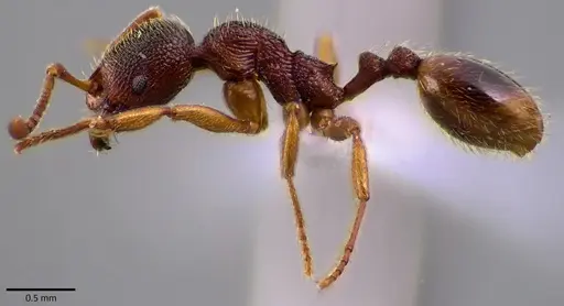 Stenamma brevicorne specimen ANTWEB1041589 image antweb1041589_3
