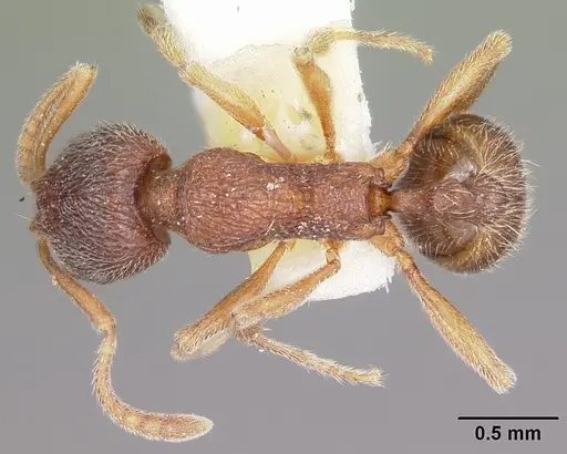 Stenamma brevicorne specimen CASENT0104792 image casent0104792_1