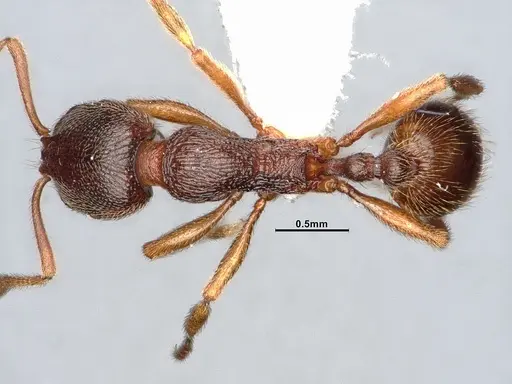 Stenamma brevicorne specimen CASENT0885484 image casent0885484_1