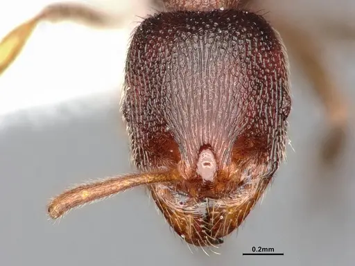 Stenamma brevicorne specimen CASENT0885484 image casent0885484_2