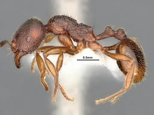 Stenamma brevicorne specimen CASENT0885484 image casent0885484_3