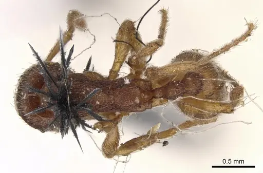 Stenamma brevicorne specimen CASENT0900948 image casent0900948_1