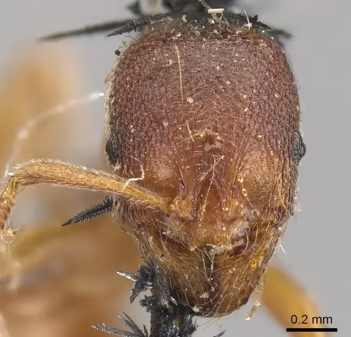 Stenamma brevicorne specimen CASENT0900948 image casent0900948_2