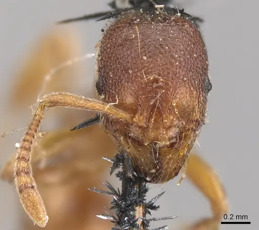 Stenamma brevicorne specimen CASENT0900948 image casent0900948_3
