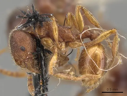 Stenamma brevicorne specimen CASENT0900948 image casent0900948_4