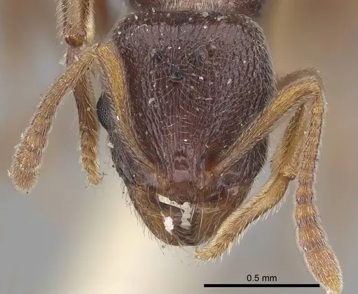 Stenamma brevicorne specimen CASENT0919620 image casent0919620_2