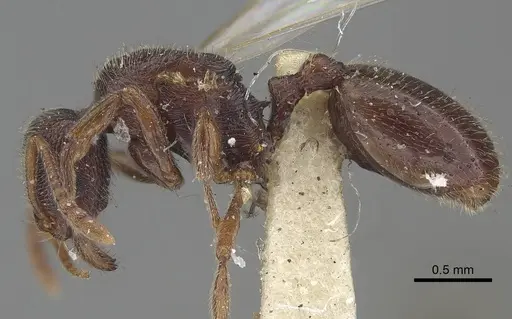 Stenamma brevicorne specimen CASENT0919620 image casent0919620_3