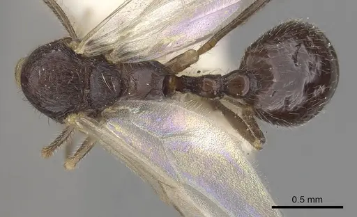 Stenamma brevicorne specimen CASENT0919621 image casent0919621_1