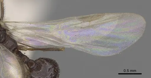 Stenamma brevicorne specimen CASENT0919621 image casent0919621_2