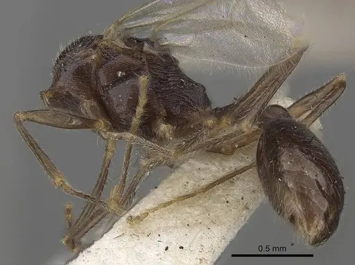 Stenamma brevicorne specimen CASENT0919621 image casent0919621_3