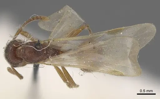 Stenamma brevicorne specimen CASENT0919622 image casent0919622_1