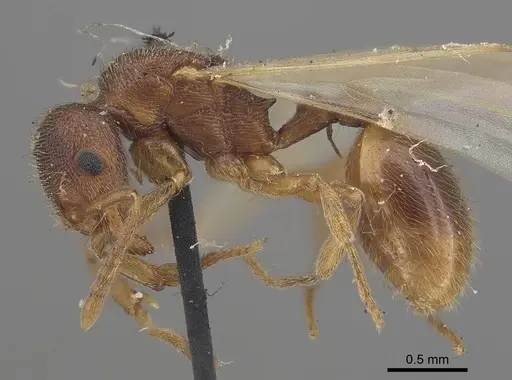 Stenamma brevicorne specimen CASENT0919622 image casent0919622_3
