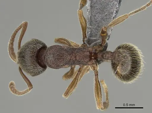 Stenamma brevicorne specimen CASENT0923375 image casent0923375_1