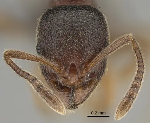 Stenamma brevicorne specimen CASENT0923375 image casent0923375_2