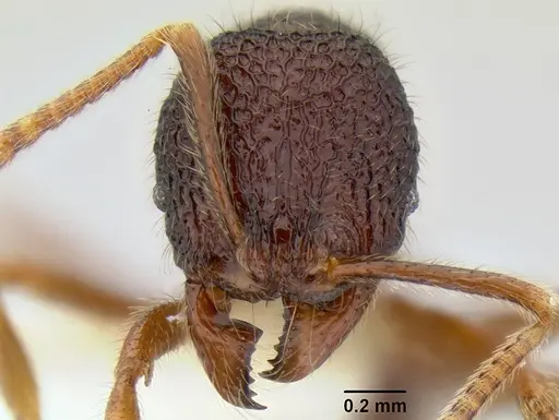 Stenamma brujita specimen CASENT0126254 image casent0126254_2