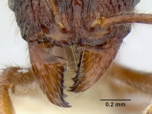 Stenamma brujita specimen CASENT0126254 image casent0126254_3