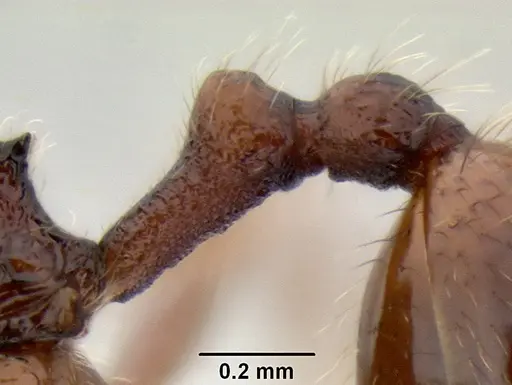 Stenamma brujita specimen CASENT0126254 image casent0126254_5