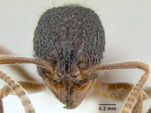 Stenamma brujita specimen CASENT0603895 image casent0603895_2
