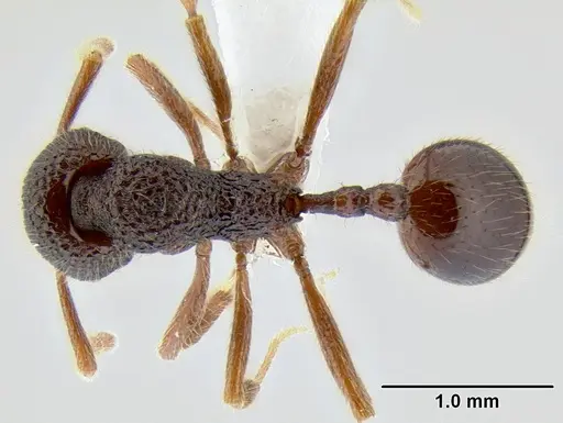 Stenamma brujita specimen CASENT0603918 image casent0603918_1