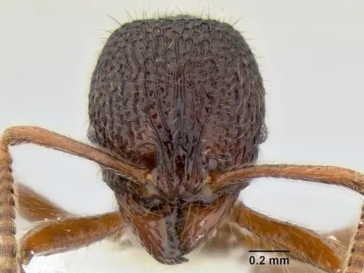 Stenamma brujita specimen CASENT0603918 image casent0603918_2
