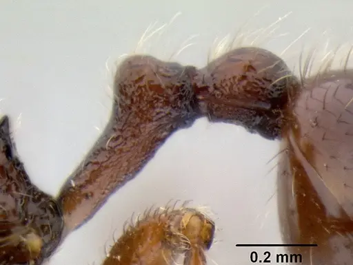 Stenamma brujita specimen CASENT0603918 image casent0603918_5