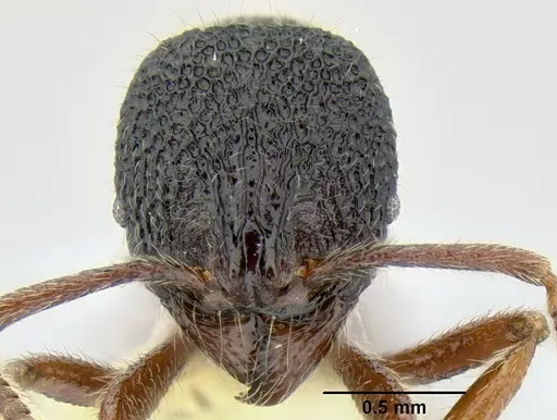 Stenamma brujita specimen CASENT0604312 image casent0604312_2
