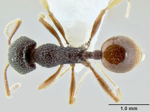 Stenamma brujita specimen CASENT0604578 image casent0604578_1