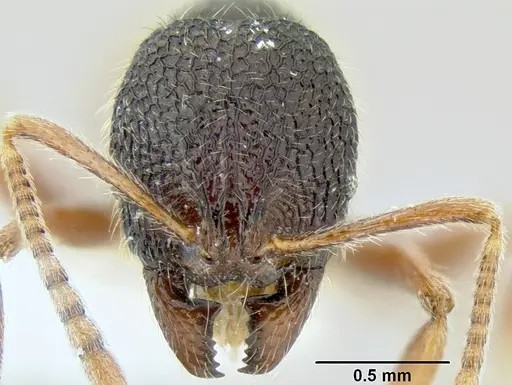 Stenamma brujita specimen CASENT0604578 image casent0604578_2
