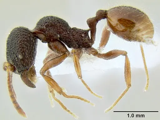 Stenamma brujita specimen CASENT0604578 image casent0604578_4