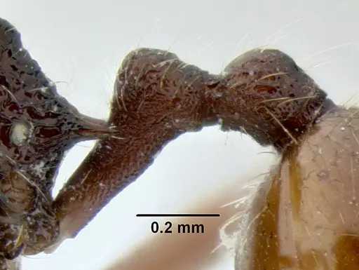 Stenamma brujita specimen CASENT0604578 image casent0604578_5
