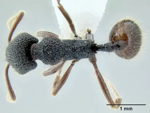 Stenamma brujita specimen CASENT0604607 image casent0604607_1