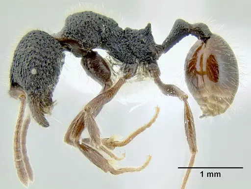 Stenamma brujita specimen CASENT0604607 image casent0604607_3