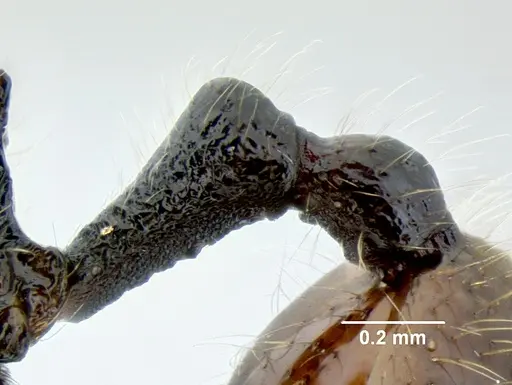 Stenamma brujita specimen CASENT0604607 image casent0604607_4