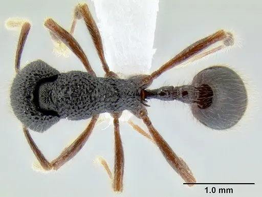 Stenamma brujita specimen CASENT0604945 image casent0604945_1