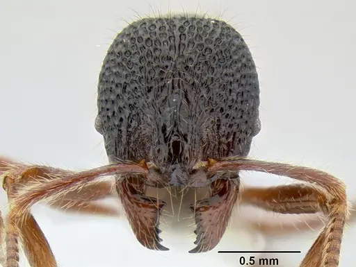 Stenamma brujita specimen CASENT0604945 image casent0604945_3