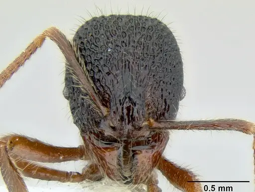 Stenamma brujita specimen CASENT0604946 image casent0604946_2