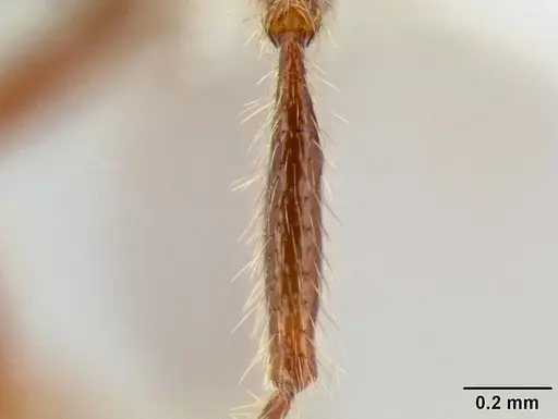 Stenamma brujita specimen CASENT0604949 image casent0604949_4
