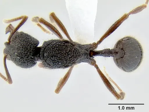 Stenamma brujita specimen CASENT0604991 image casent0604991_1