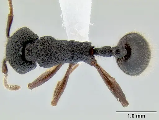 Stenamma brujita specimen CASENT0605435 image casent0605435_1