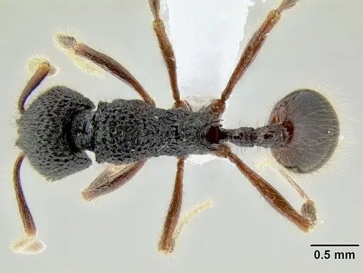 Stenamma brujita specimen CASENT0621695 image casent0621695_1