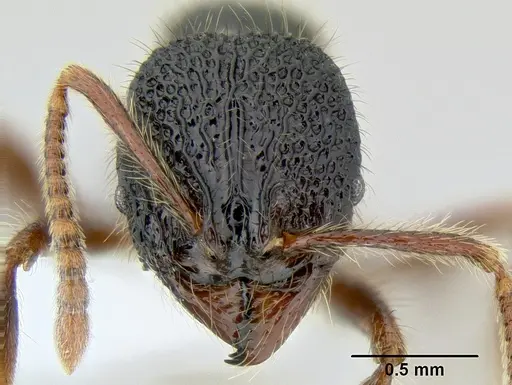 Stenamma brujita specimen CASENT0621695 image casent0621695_2
