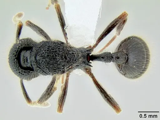 Stenamma brujita specimen CASENT0621728 image casent0621728_1