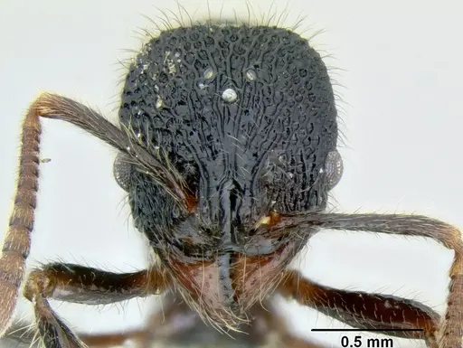 Stenamma brujita specimen CASENT0621728 image casent0621728_2