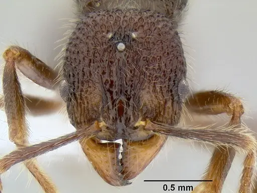 Stenamma brujita specimen CASENT0621749 image casent0621749_2