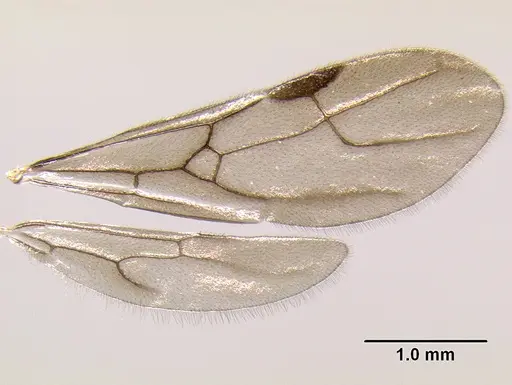Stenamma brujita specimen CASENT0621749 image casent0621749_4