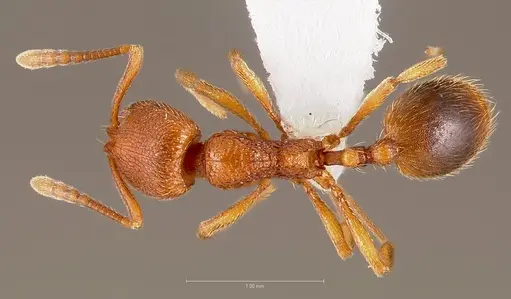 Stenamma californicum specimen CASENT0005810 image casent0005810_1