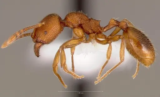 Stenamma californicum specimen CASENT0005810 image casent0005810_3